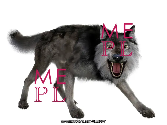 : Dire wolf snarling, front view on white background : Dire wolf snarling, front view on white background