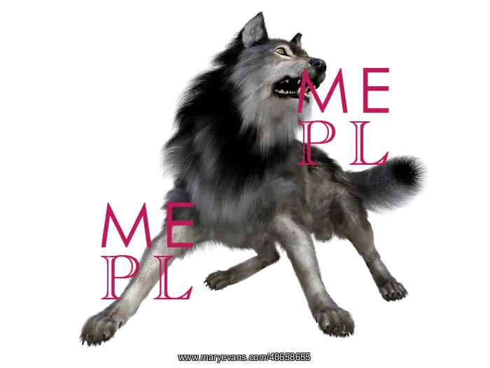 : Dire wolf, front view on white background : Dire wolf, front view on white background