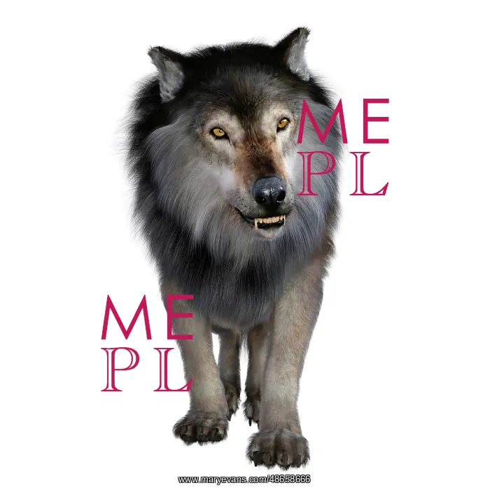 : Dire wolf, front view on white background : Dire wolf, front view on white background