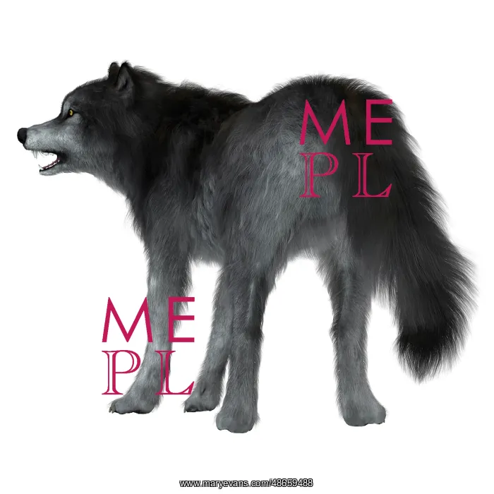 : Dire wolf on white background, rear view : Dire wolf on white background, rear view
