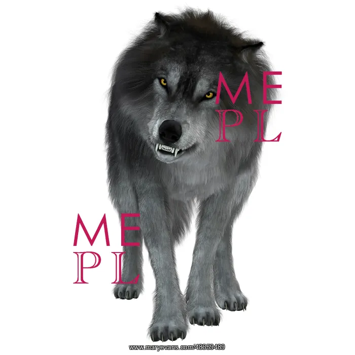 : Dire wolf on white background, front view : Dire wolf on white background, front view
