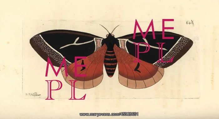 : Dirphia tarquinia moth : Dirphia tarquinia moth
