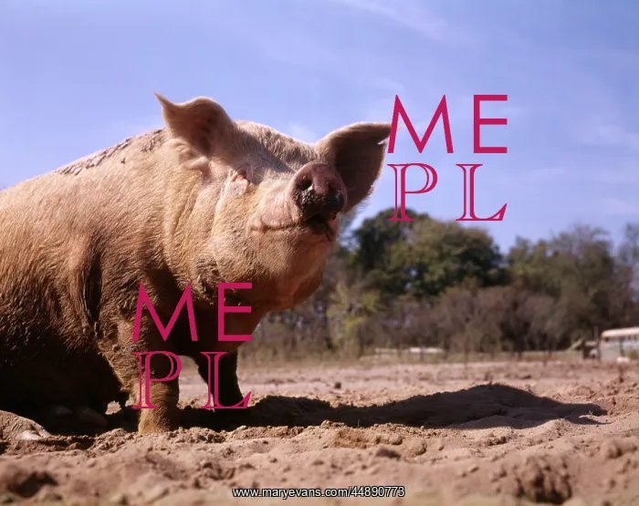 : DIRTY PIG WALLOWING IN MUD ON FARM