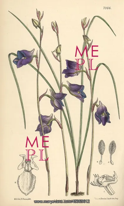 : Disa lacera var multifida, blue orchid native : Disa lacera var multifida, blue orchid native