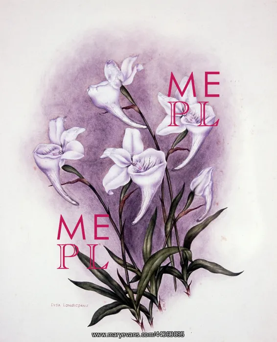 : Disa Longicornu, circa 1910-1920 : Disa Longicornu, circa 1910-1920