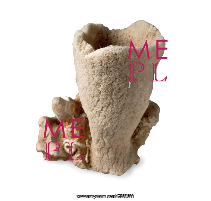 : Discodermid sponge : Discodermid sponge