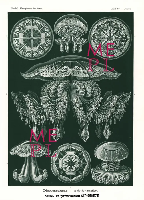 : Discomedusae jellyfish : Discomedusae jellyfish