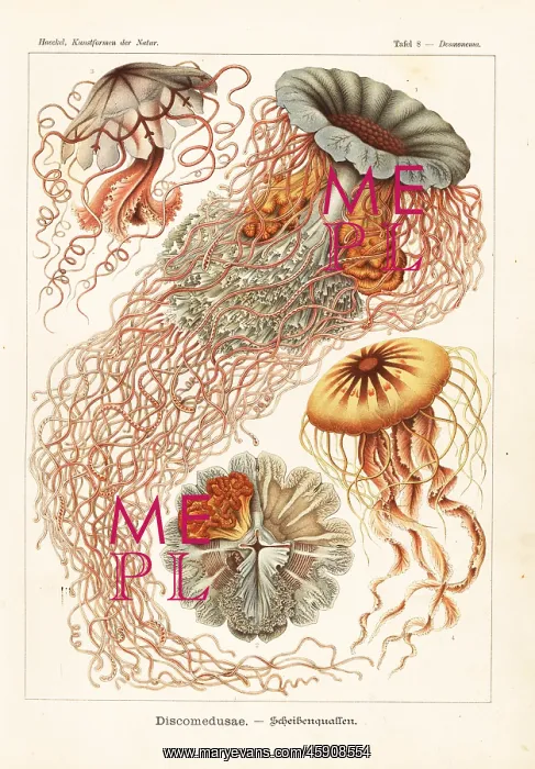 : Discomedusae jellyfish species : Discomedusae jellyfish species