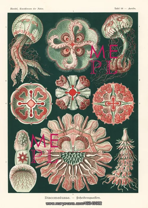: Discomedusae jellyfish species : Discomedusae jellyfish species
