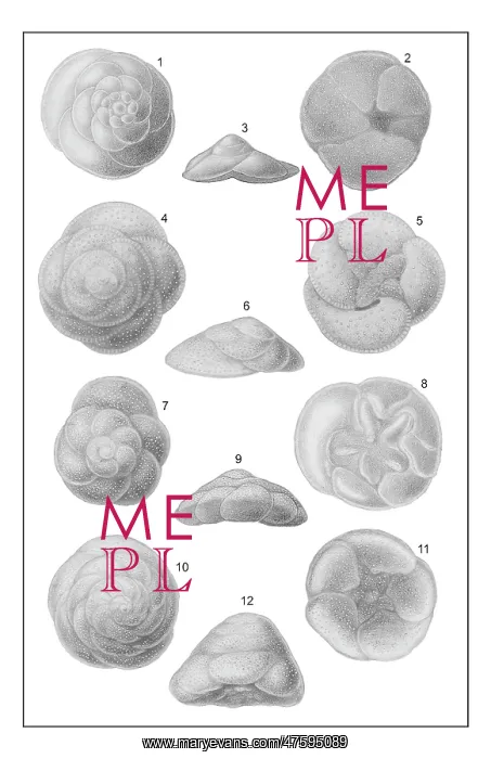 : Discorbina species, foraminifera : Discorbina species, foraminifera