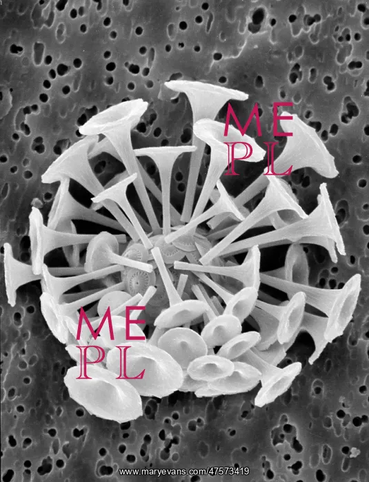 : Discosphaera tubifera, coccolithophore : Discosphaera tubifera, coccolithophore