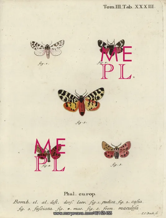 : Discrete chaperon and tiger moths : Discrete chaperon and tiger moths