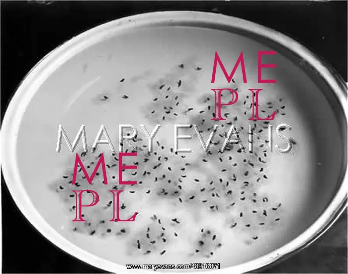 : A DISH OF FROG SPAWN : A DISH OF FROG SPAWN