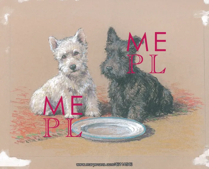 : The Empty Dish (Scottish terrier) : The Empty Dish (Scottish terrier)