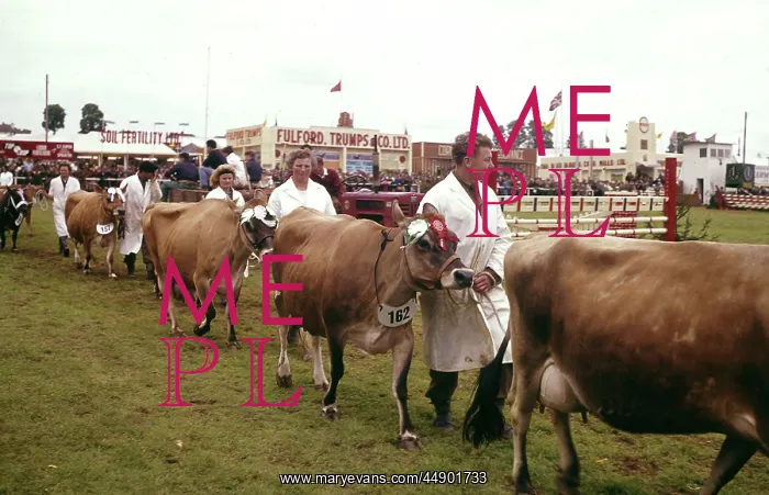 : Display of cattle at annual County Show, Devon : Display of cattle at annual County Show, Devon