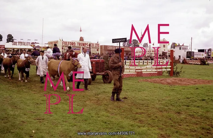: Display of cattle at annual County Show, Devon : Display of cattle at annual County Show, Devon