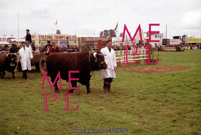 : Display of cattle at annual County Show, Devon : Display of cattle at annual County Show, Devon