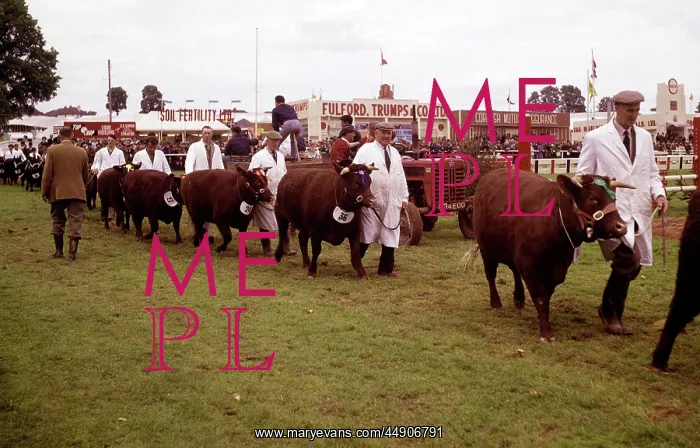 : Display of cattle at annual County Show, Devon : Display of cattle at annual County Show, Devon