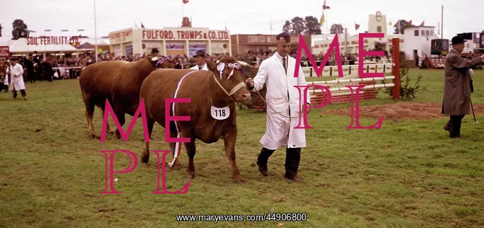 : Display of cattle at annual County Show, Devon : Display of cattle at annual County Show, Devon