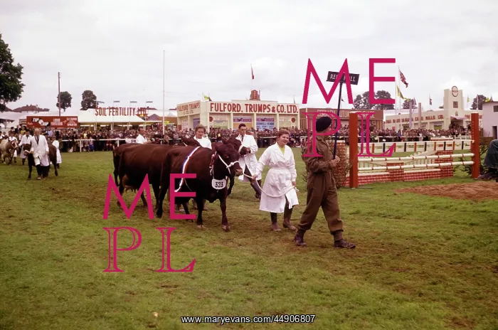 : Display of cattle at annual County Show, Devon : Display of cattle at annual County Show, Devon