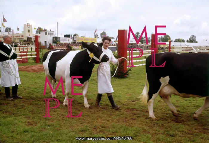 : Display of cattle at annual County Show, Devon : Display of cattle at annual County Show, Devon