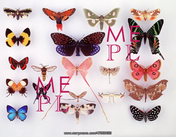 : Display of lepidoptera, illustrating variation : Display of lepidoptera, illustrating variation