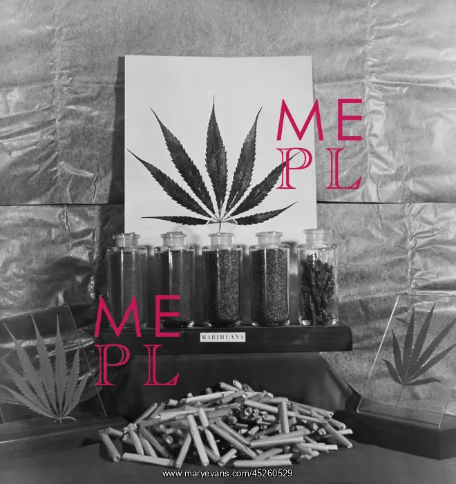 : Display of marijuana by the U.S. Treasury Department : Display of marijuana by the U.S. Treasury Department