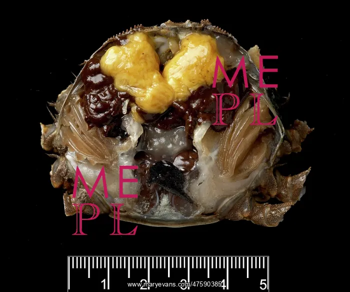 : Dissected female Eriocheir sinensis, Chinese mitten crab : Dissected female Eriocheir sinensis, Chinese mitten crab