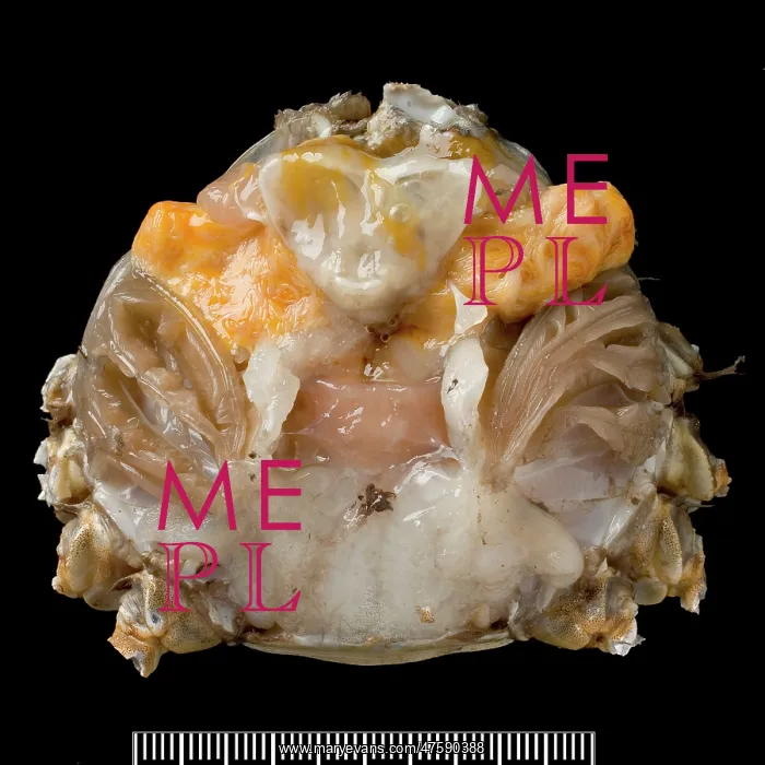 : Dissected male Eriocheir sinensis, Chinese mitten crab : Dissected male Eriocheir sinensis, Chinese mitten crab