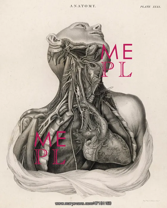 : Dissection of upper torso, showing the heart : Dissection of upper torso, showing the heart