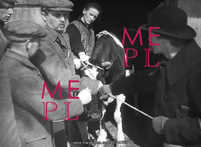 : Distraint of a cow, 1929 : Distraint of a cow, 1929