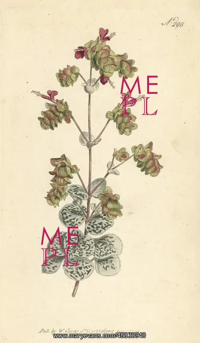 : Dittany of Crete, Origanum dictamnus : Dittany of Crete, Origanum dictamnus
