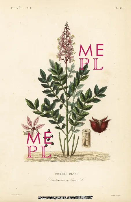: Dittany, Dictamnus albus : Dittany, Dictamnus albus