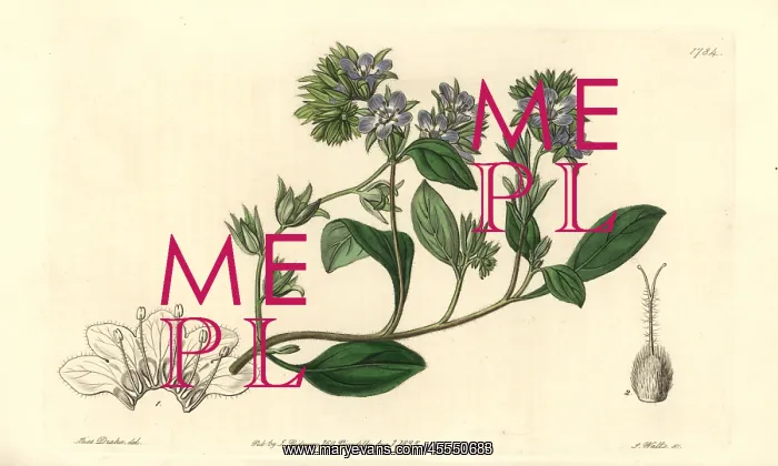 : Divaricate phacelia, Phacelia divaricata : Divaricate phacelia, Phacelia divaricata
