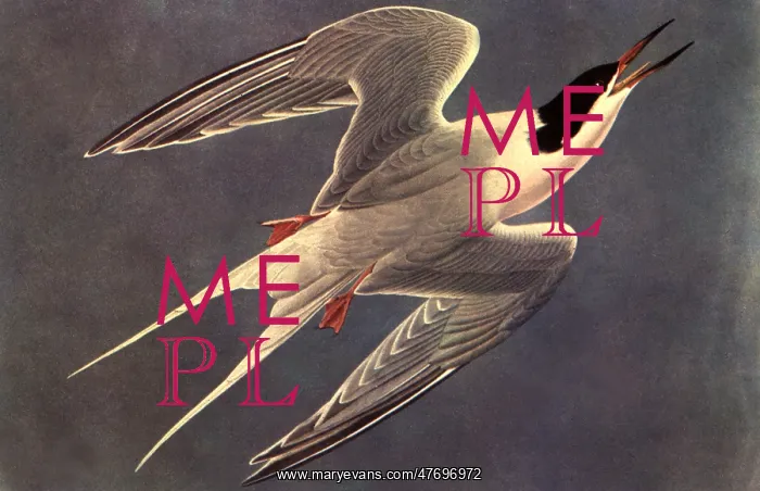  : Diving Bird