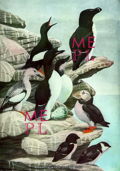  : Diving Birds