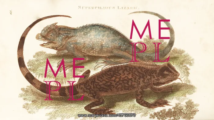 : Diving lizard and hump-nosed lizard : Diving lizard and hump-nosed lizard