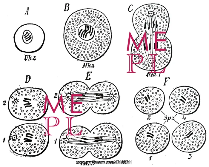 : Division of cells to form spermatozoa. From August : Division of cells to form spermatozoa. From August