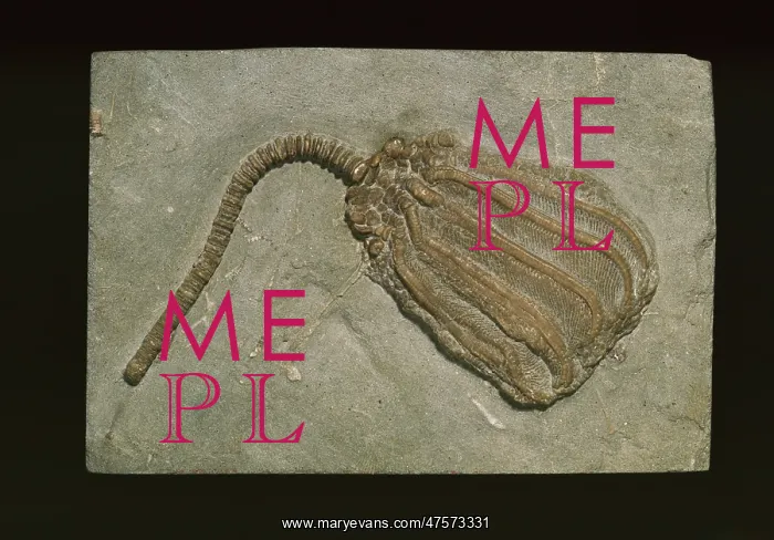 : Dizgocrinus mon, fossil crinoid : Dizgocrinus mon, fossil crinoid
