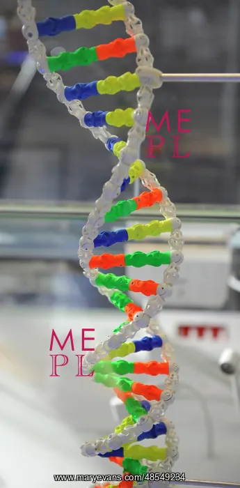 : DNA. Deoxyribonucleic acid, model : DNA. Deoxyribonucleic acid, model