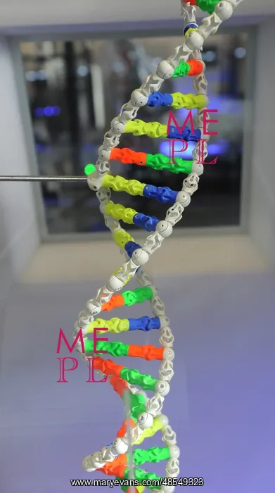 : DNA. Deoxyribonucleic acid, model : DNA. Deoxyribonucleic acid, model