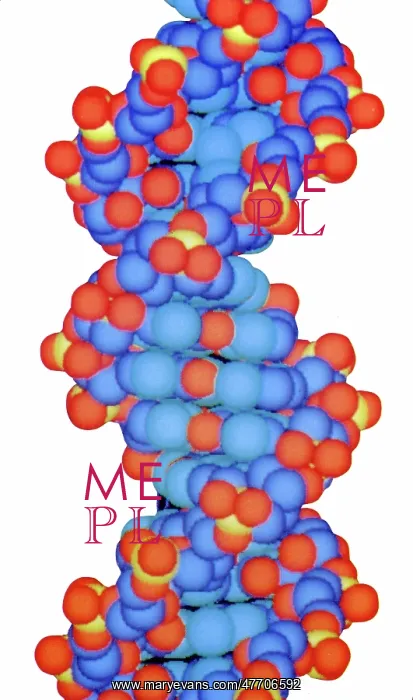 : DNA Structure