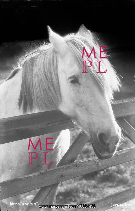 : Dobbin the Horse : Dobbin the Horse