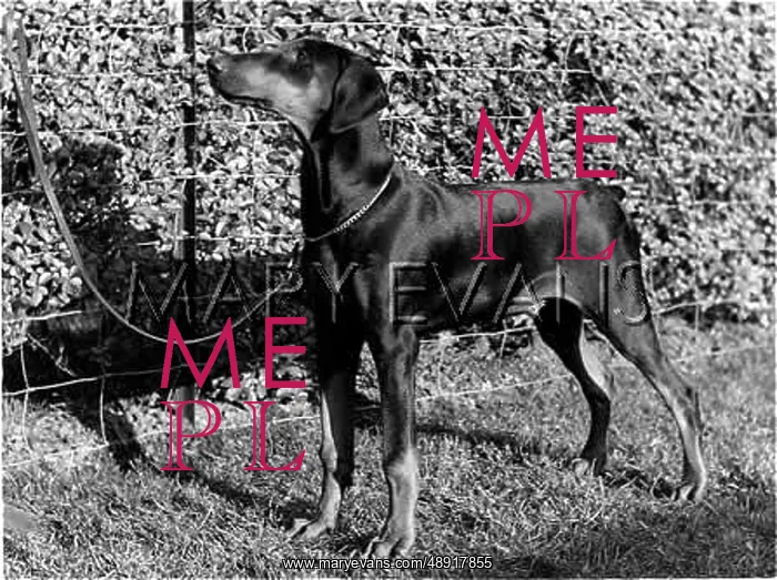  : DOBERMAN. A smart Doberman dog with a shiny coat