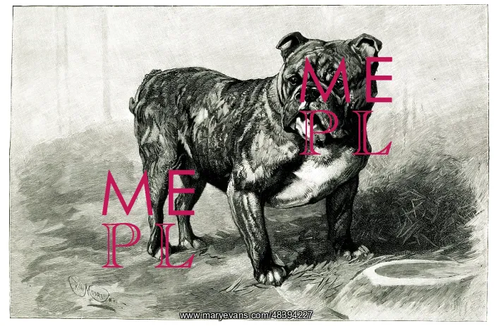  : Dockleaf, highest price paid for a bulldog