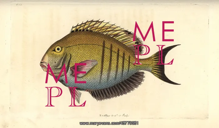 : Doctorfish, Acanthurus chirurgus : Doctorfish, Acanthurus chirurgus