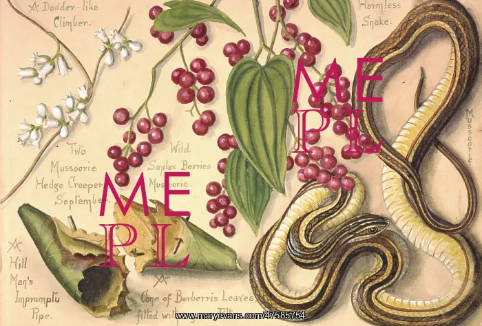 : A Dodder-like climber and a harmless snake : A Dodder-like climber and a harmless snake