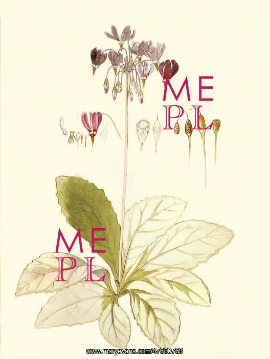 : Dodecatheon meadia : Dodecatheon meadia