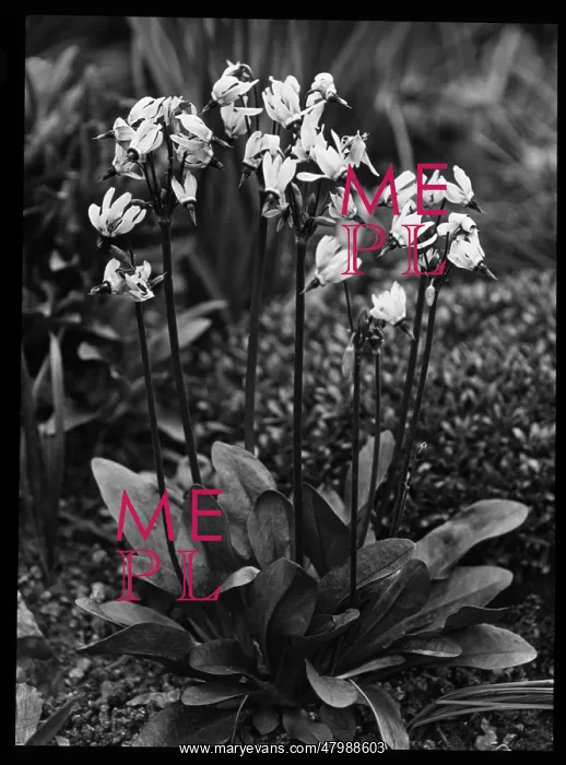 : Dodecatheon Meadia : Dodecatheon Meadia