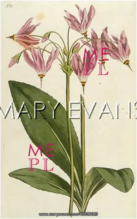  : DODECATHEON MEADIA